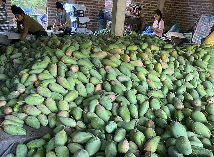 Xoài, nhãn Sơn La vượt “bão” Covid-19 bằng kênh thương mại điện tử